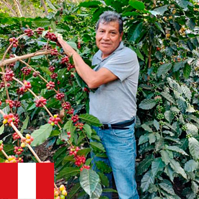 ペルー　ゲイシャ